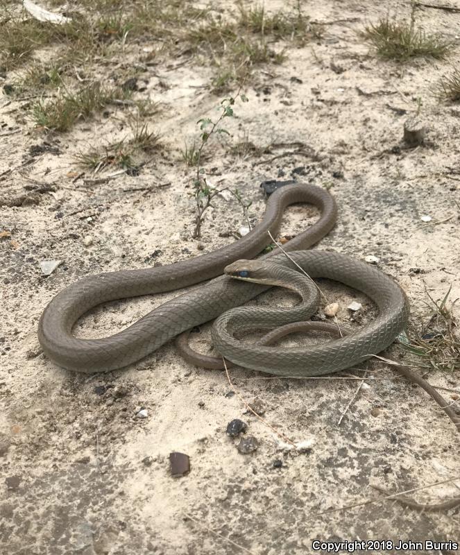 Ruthven's Whipsnake (Coluber schotti ruthveni)