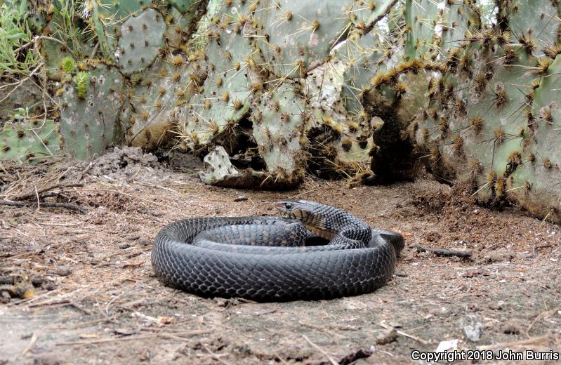 Texas Indigo Snake (Drymarchon melanurus erebennus)