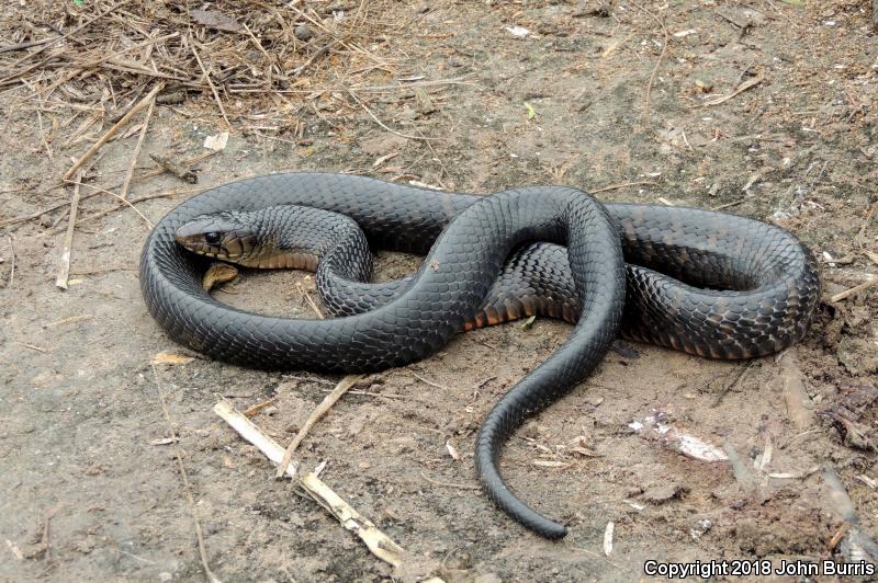 Texas Indigo Snake (Drymarchon melanurus erebennus)