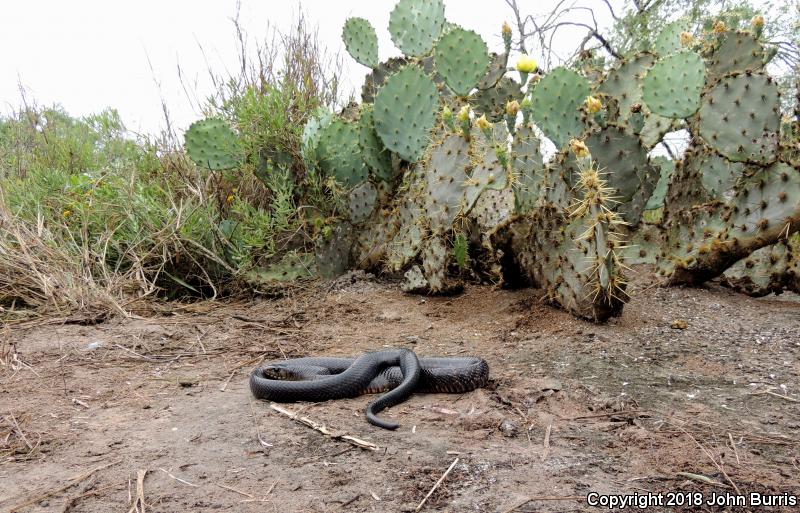 Texas Indigo Snake (Drymarchon melanurus erebennus)