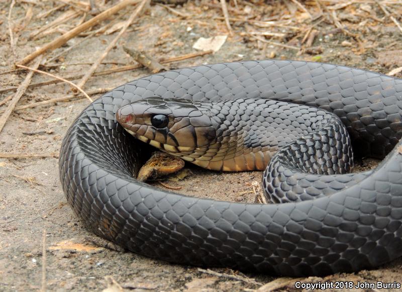 Texas Indigo Snake (Drymarchon melanurus erebennus)