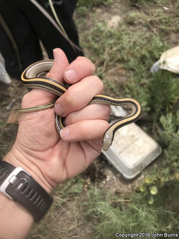 Texas Patch-nosed Snake (Salvadora grahamiae lineata)