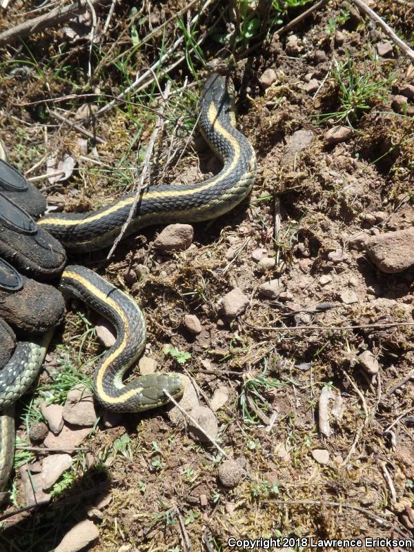 Diablo Gartersnake (Thamnophis atratus zaxanthus)