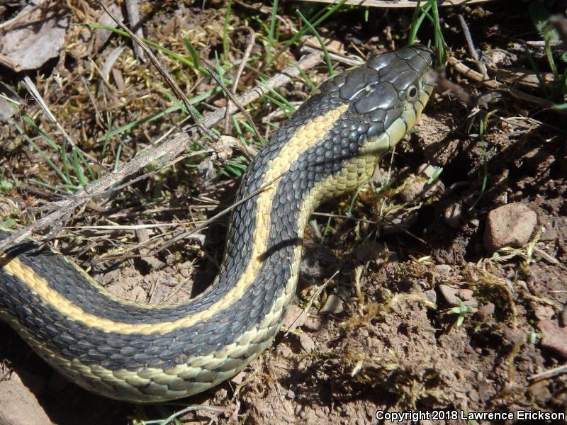 Diablo Gartersnake (Thamnophis atratus zaxanthus)