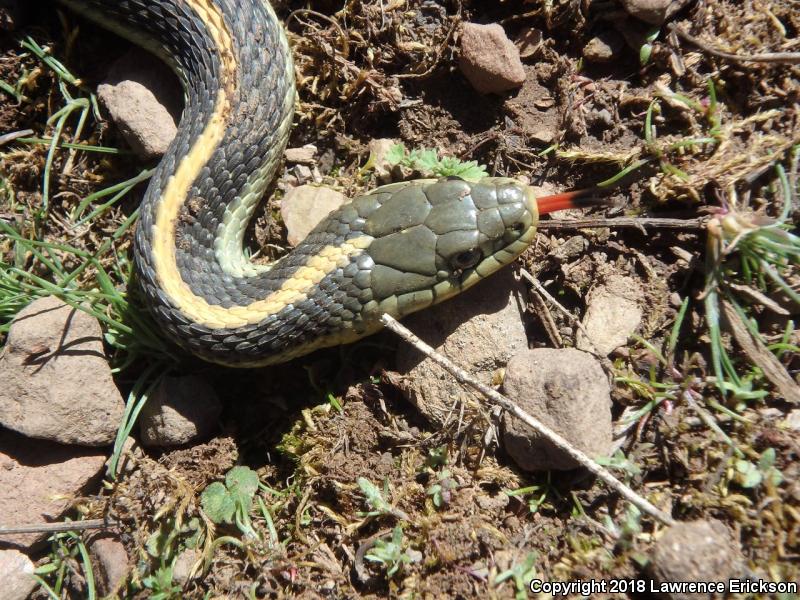 Diablo Gartersnake (Thamnophis atratus zaxanthus)