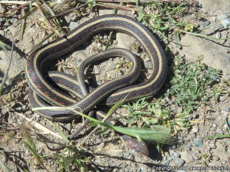 California Red-sided Gartersnake (Thamnophis sirtalis infernalis)