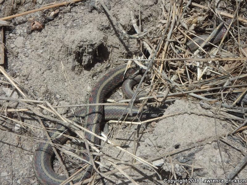 California Red-sided Gartersnake (Thamnophis sirtalis infernalis)