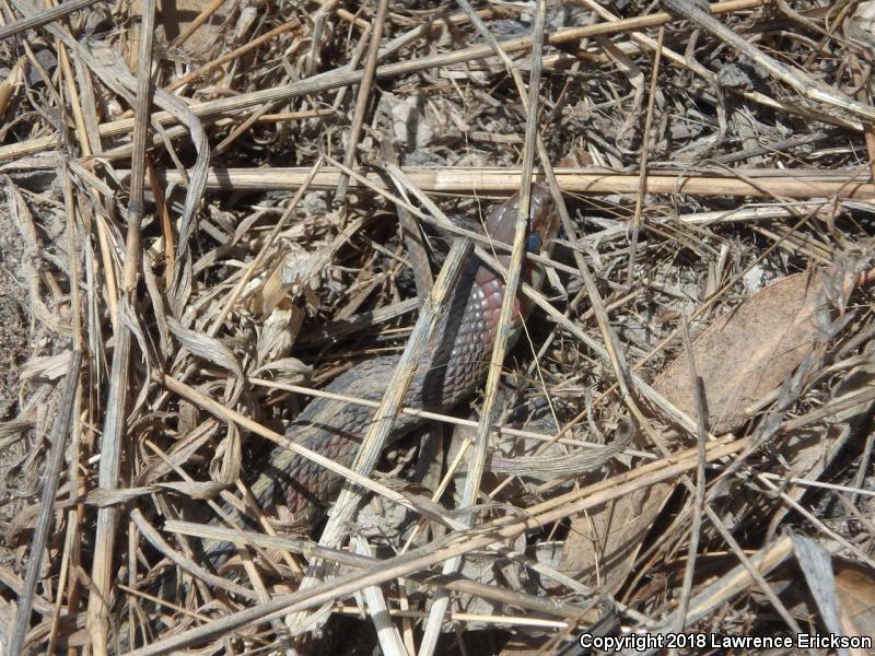 California Red-sided Gartersnake (Thamnophis sirtalis infernalis)