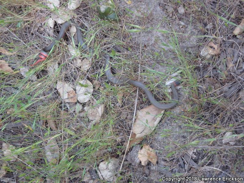 Monterey Ring-necked Snake (Diadophis punctatus vandenburgii)