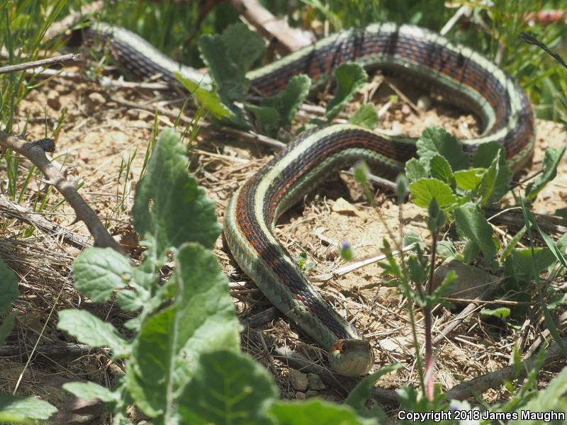 California Red-sided Gartersnake (Thamnophis sirtalis infernalis)