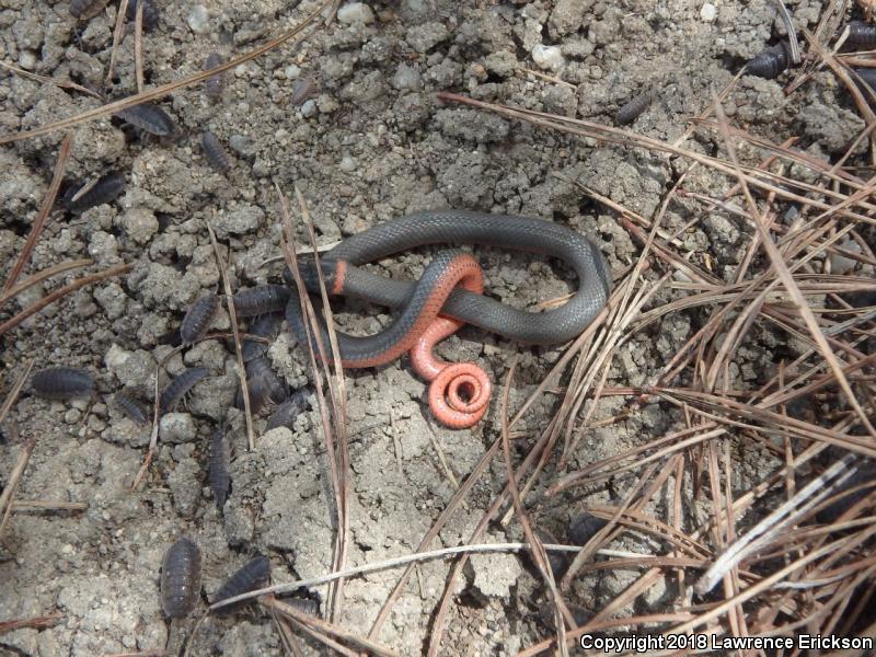 Monterey Ring-necked Snake (Diadophis punctatus vandenburgii)