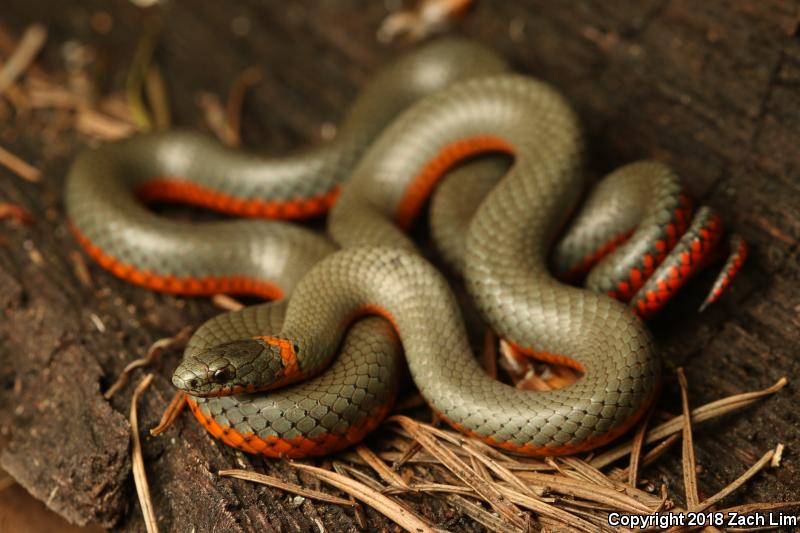 Northwestern Ring-necked Snake (Diadophis punctatus occidentalis)