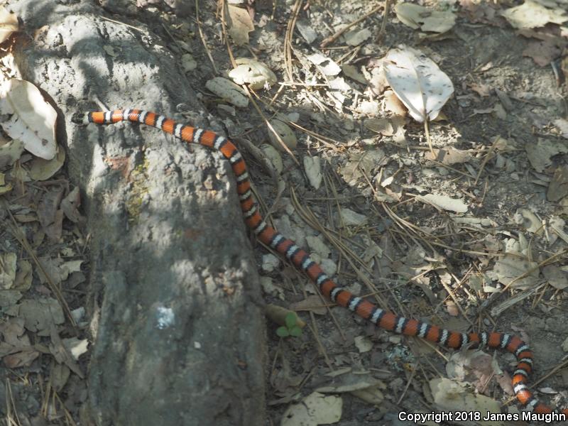 Coast Mountain Kingsnake (Lampropeltis zonata multifasciata)