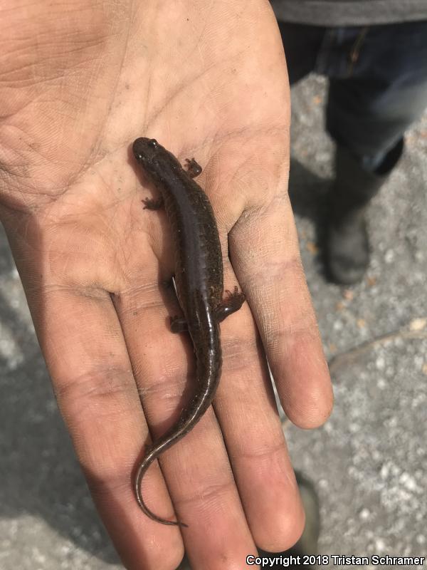 Spotted Dusky Salamander (Desmognathus conanti)