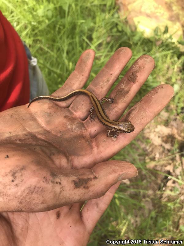 Three-lined Salamander (Eurycea guttolineata)