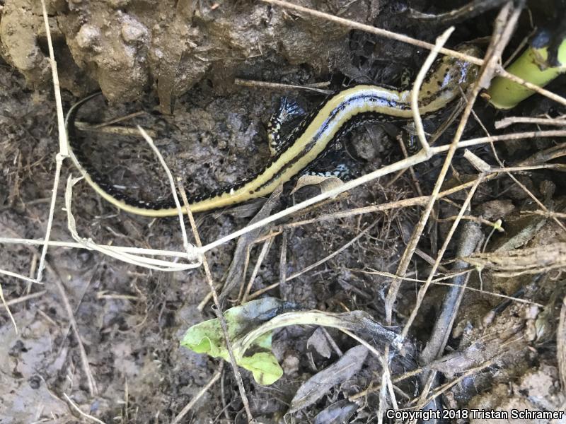 Three-lined Salamander (Eurycea guttolineata)