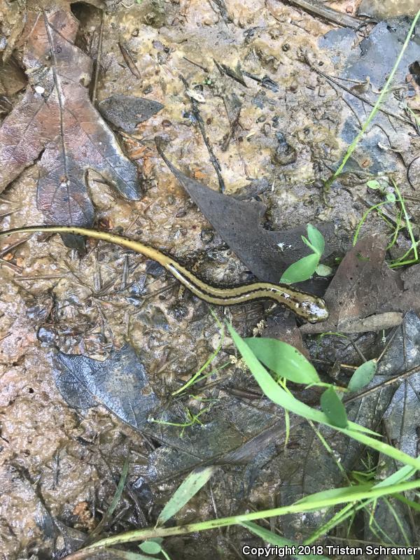 Three-lined Salamander (Eurycea guttolineata)