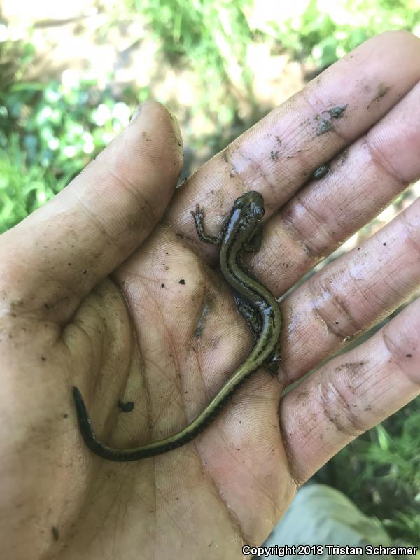 Three-lined Salamander (Eurycea guttolineata)