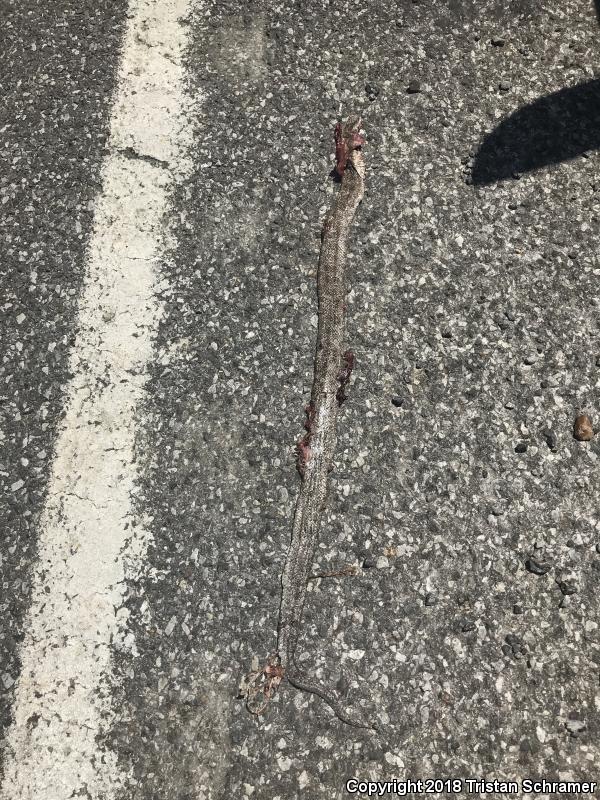 Prairie Kingsnake (Lampropeltis calligaster calligaster)