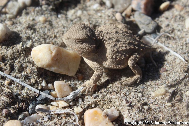 Hernandez's Short-horned Lizard (Phrynosoma hernandesi hernandesi)