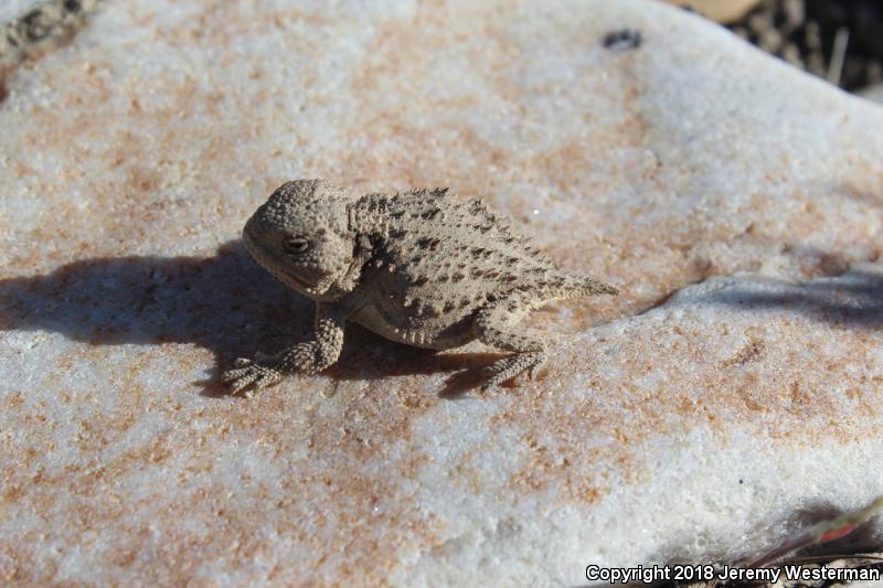 Hernandez's Short-horned Lizard (Phrynosoma hernandesi hernandesi)