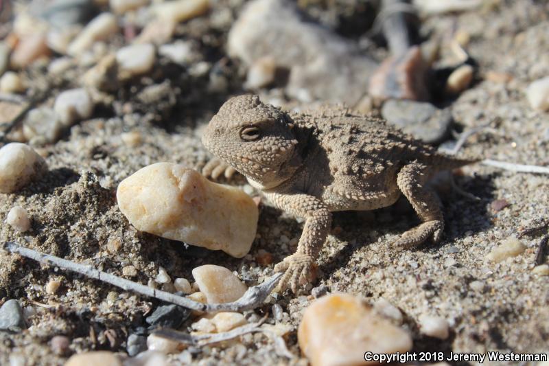 Hernandez's Short-horned Lizard (Phrynosoma hernandesi hernandesi)