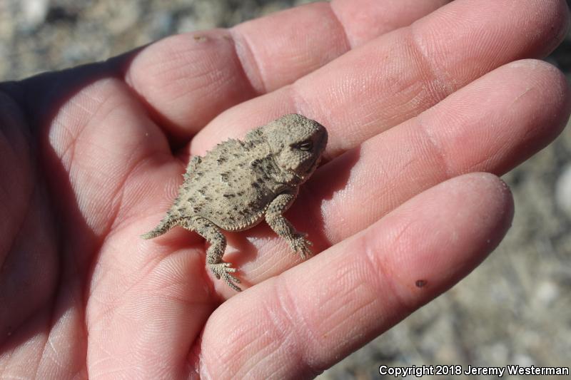 Hernandez's Short-horned Lizard (Phrynosoma hernandesi hernandesi)