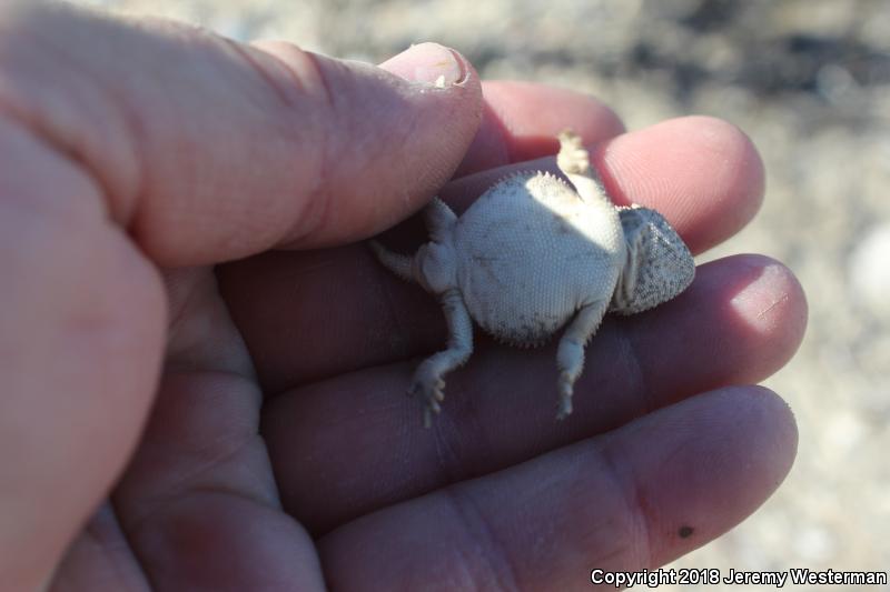 Hernandez's Short-horned Lizard (Phrynosoma hernandesi hernandesi)