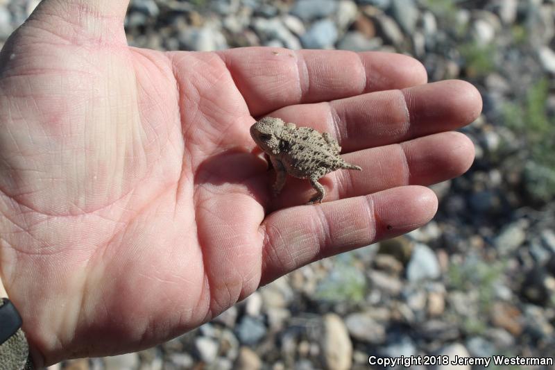 Hernandez's Short-horned Lizard (Phrynosoma hernandesi hernandesi)