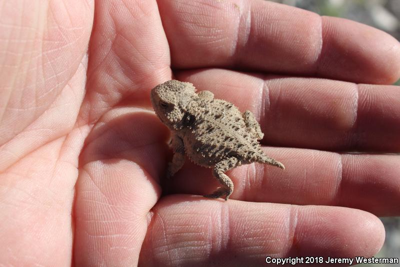 Hernandez's Short-horned Lizard (Phrynosoma hernandesi hernandesi)