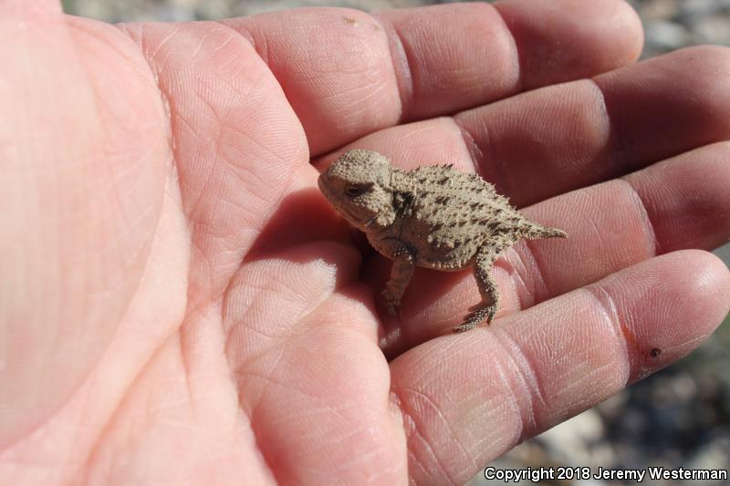 Hernandez's Short-horned Lizard (Phrynosoma hernandesi hernandesi)