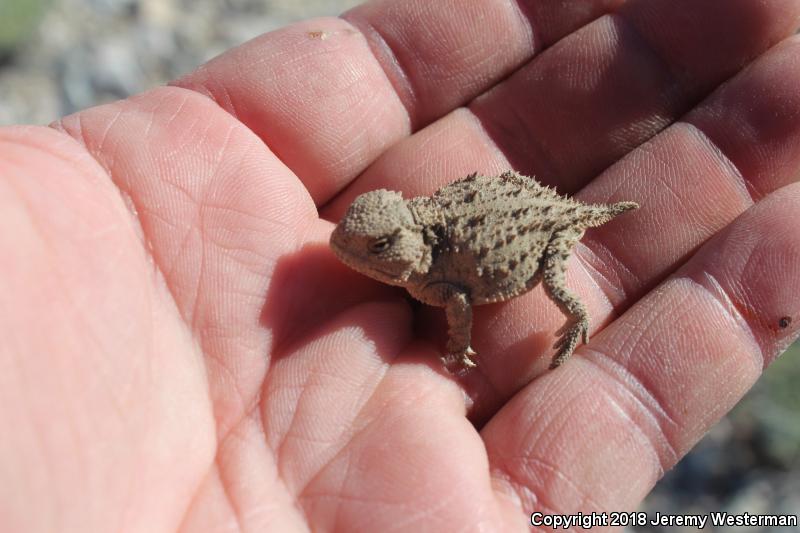 Hernandez's Short-horned Lizard (Phrynosoma hernandesi hernandesi)