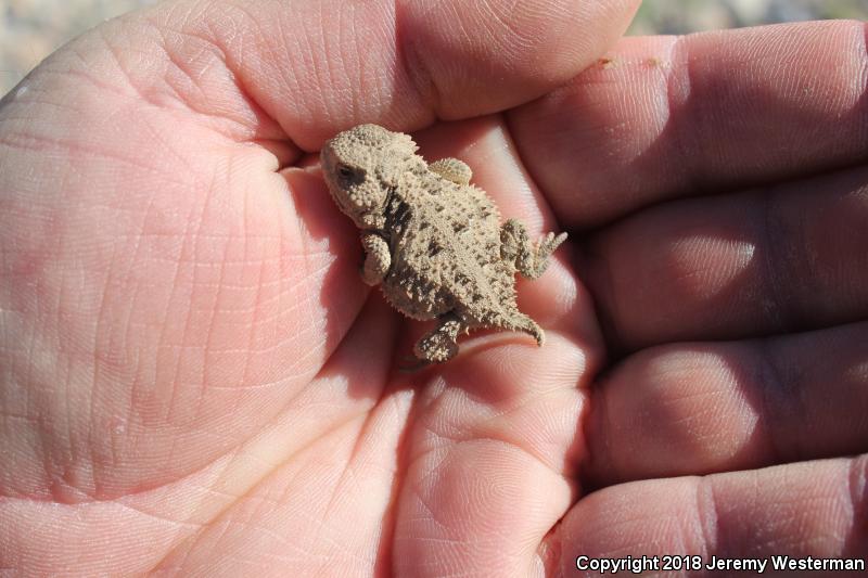 Hernandez's Short-horned Lizard (Phrynosoma hernandesi hernandesi)