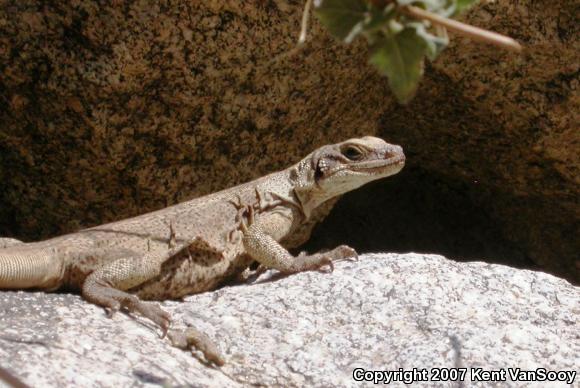 Common Chuckwalla (Sauromalus ater)