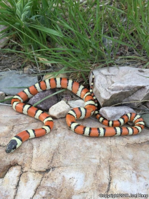 Utah Milksnake (Lampropeltis triangulum taylori)