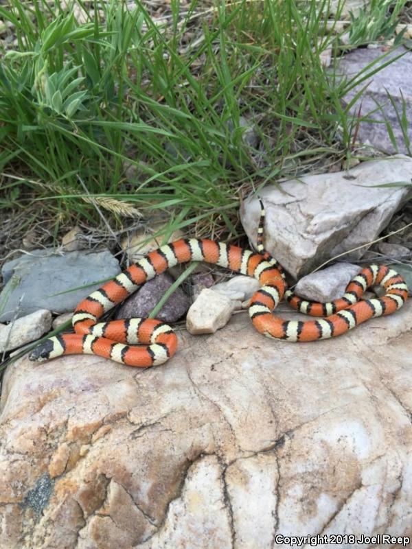 Utah Milksnake (Lampropeltis triangulum taylori)