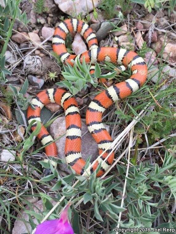 Utah Milksnake (Lampropeltis triangulum taylori)