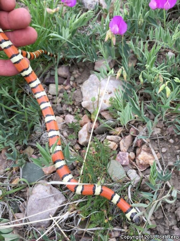 Utah Milksnake (Lampropeltis triangulum taylori)