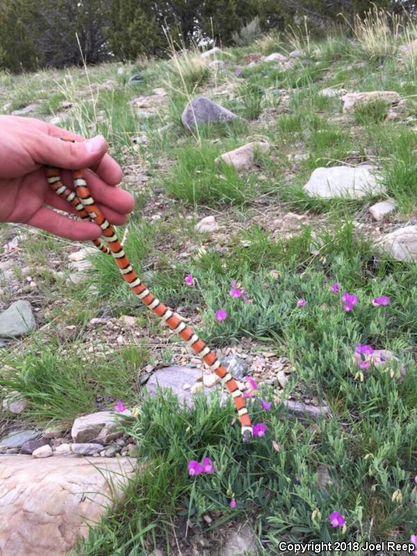 Utah Milksnake (Lampropeltis triangulum taylori)