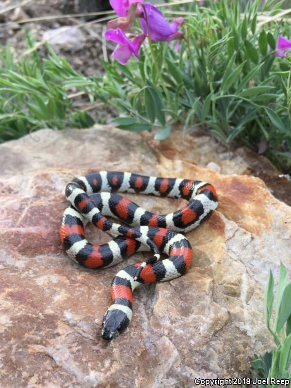 Utah Milksnake (Lampropeltis triangulum taylori)