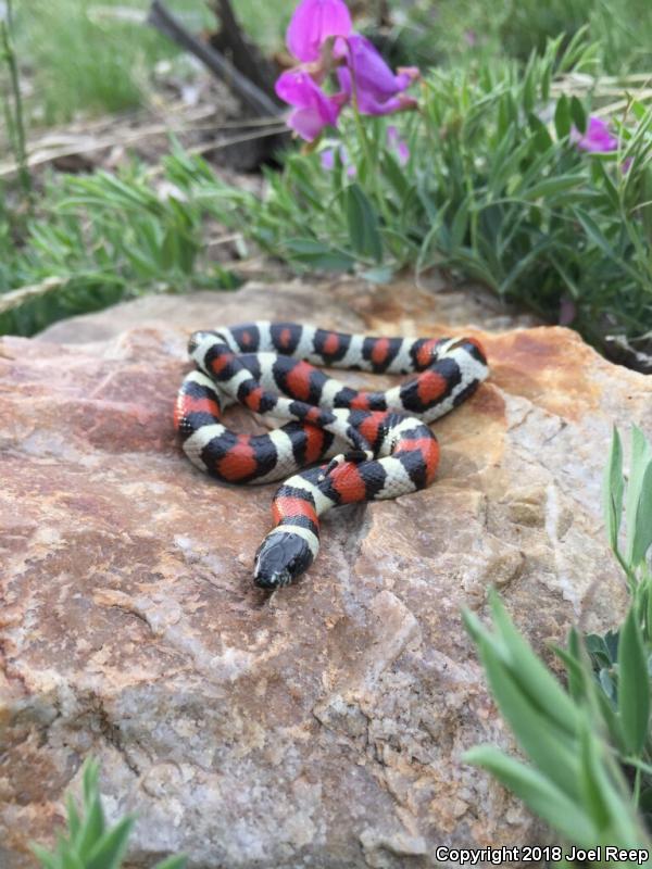 Utah Milksnake (Lampropeltis triangulum taylori)