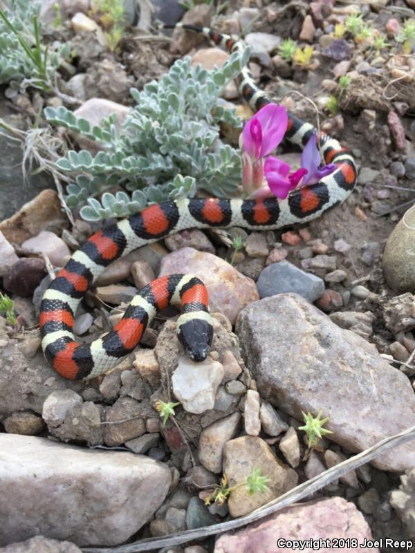 Utah Milksnake (Lampropeltis triangulum taylori)