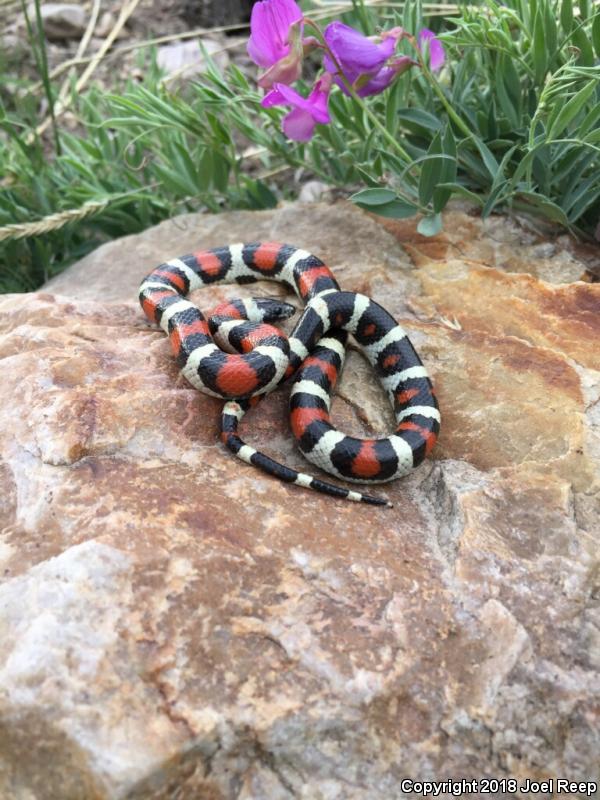 Utah Milksnake (Lampropeltis triangulum taylori)