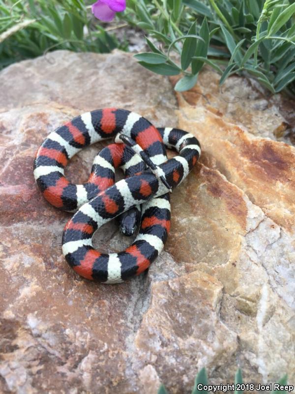 Utah Milksnake (Lampropeltis triangulum taylori)