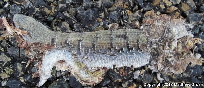 Sierra Alligator Lizard (Elgaria coerulea palmeri)