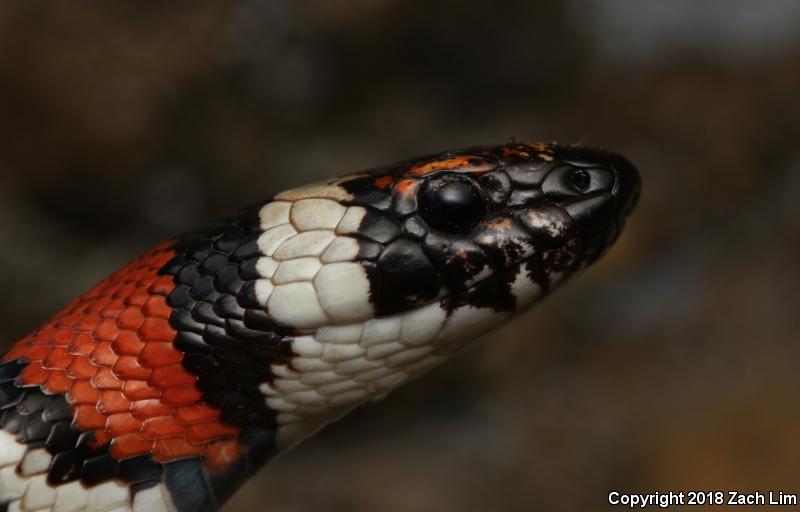 Coast Mountain Kingsnake (Lampropeltis zonata multifasciata)