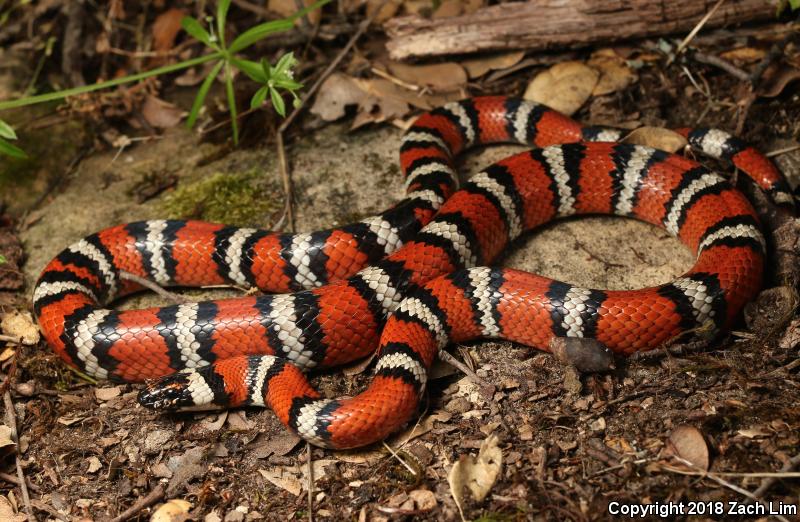 Coast Mountain Kingsnake (Lampropeltis zonata multifasciata)