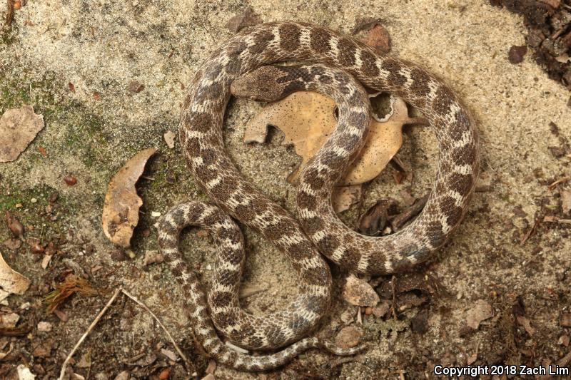 California Nightsnake (Hypsiglena ochrorhyncha nuchalata)