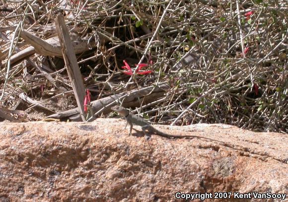 Banded Rock Lizard (Petrosaurus mearnsi)