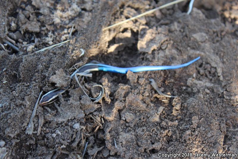 Great Basin Skink (Plestiodon skiltonianus utahensis)